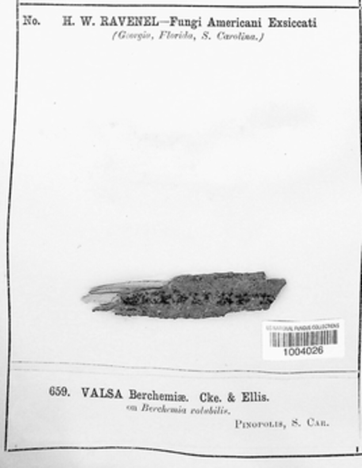 Diaporthe syngenesia image